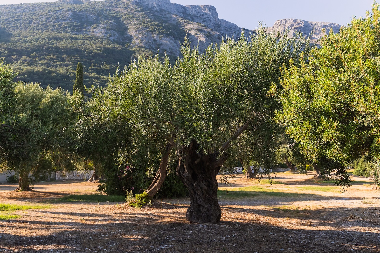 Oliviers ancestraux de Tunisie, terres de KAŸNA